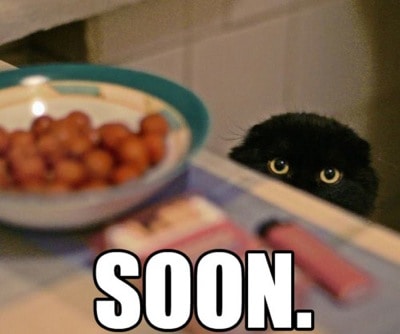 soon-cat-bowl